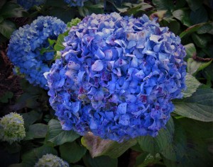 Fleurs Flowers